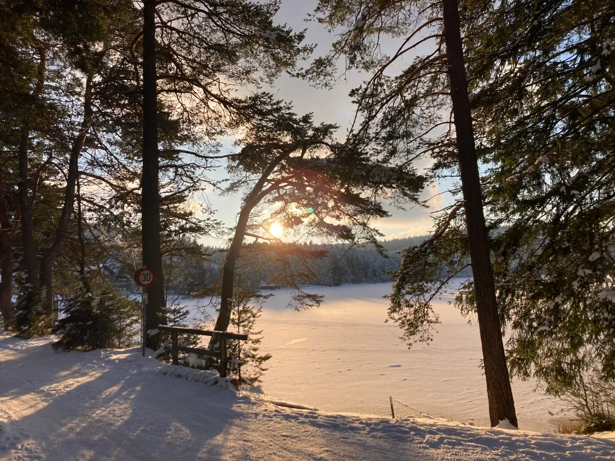 Winterliche Waldlandschaft im Waldviertel