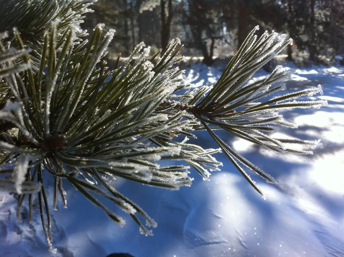 Winterlicher Weg im Waldviertel